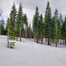 Spruce trees in the snow