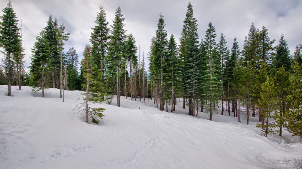 Spruce trees in the snow
