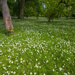 Daisies