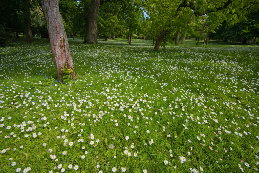 Daisies